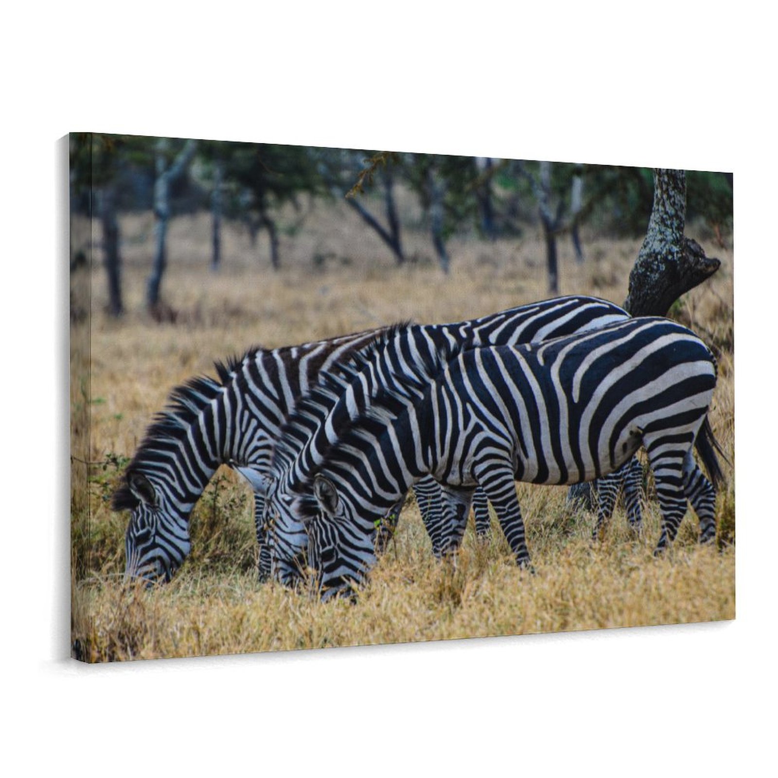 Grazing Zebras
