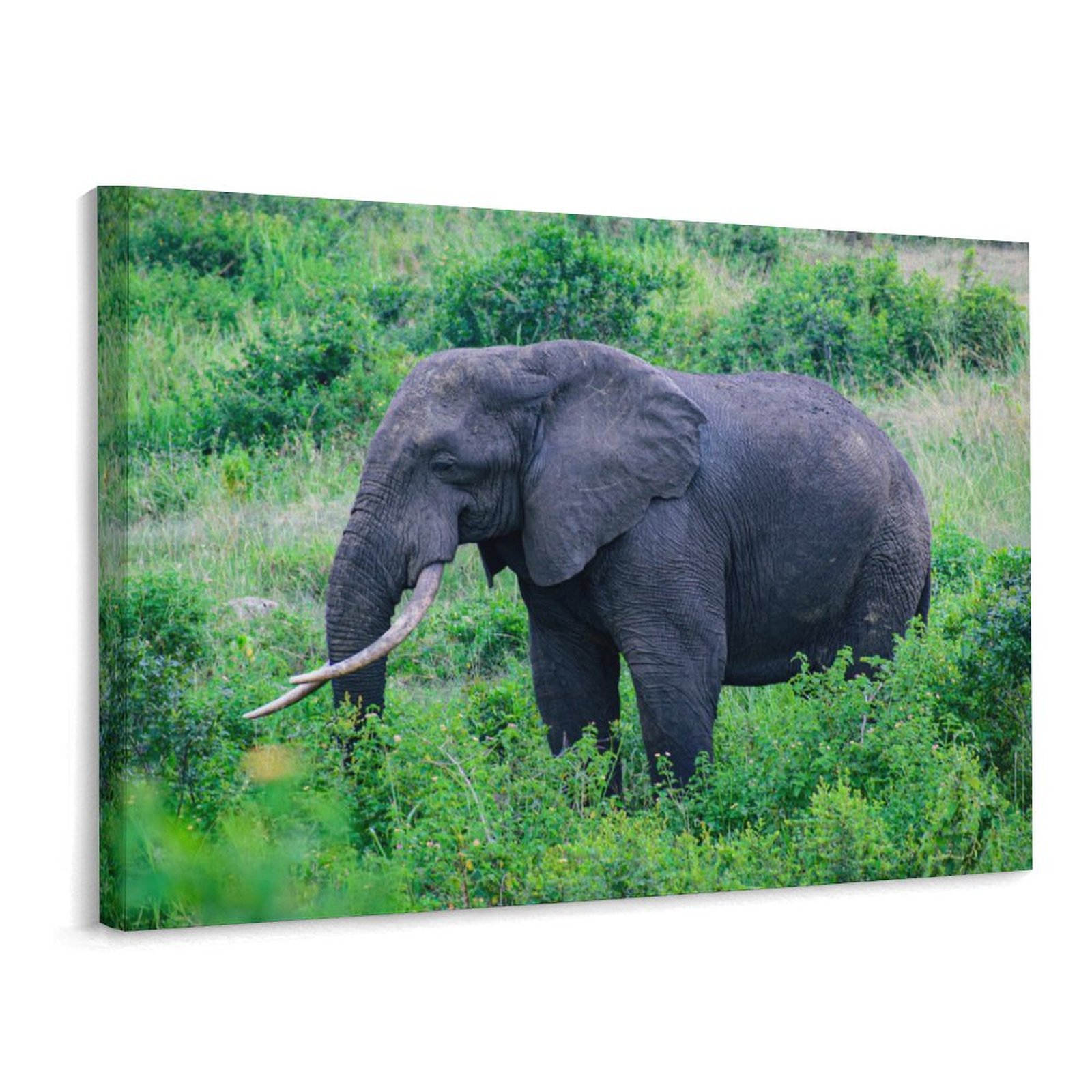 Majestic African Elephant