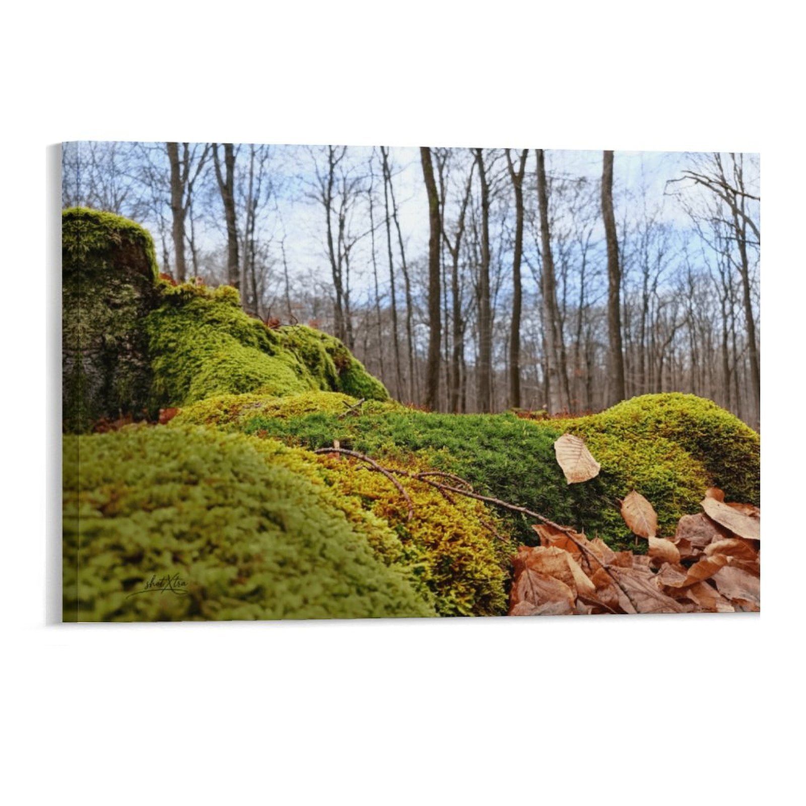 Moss Landscape