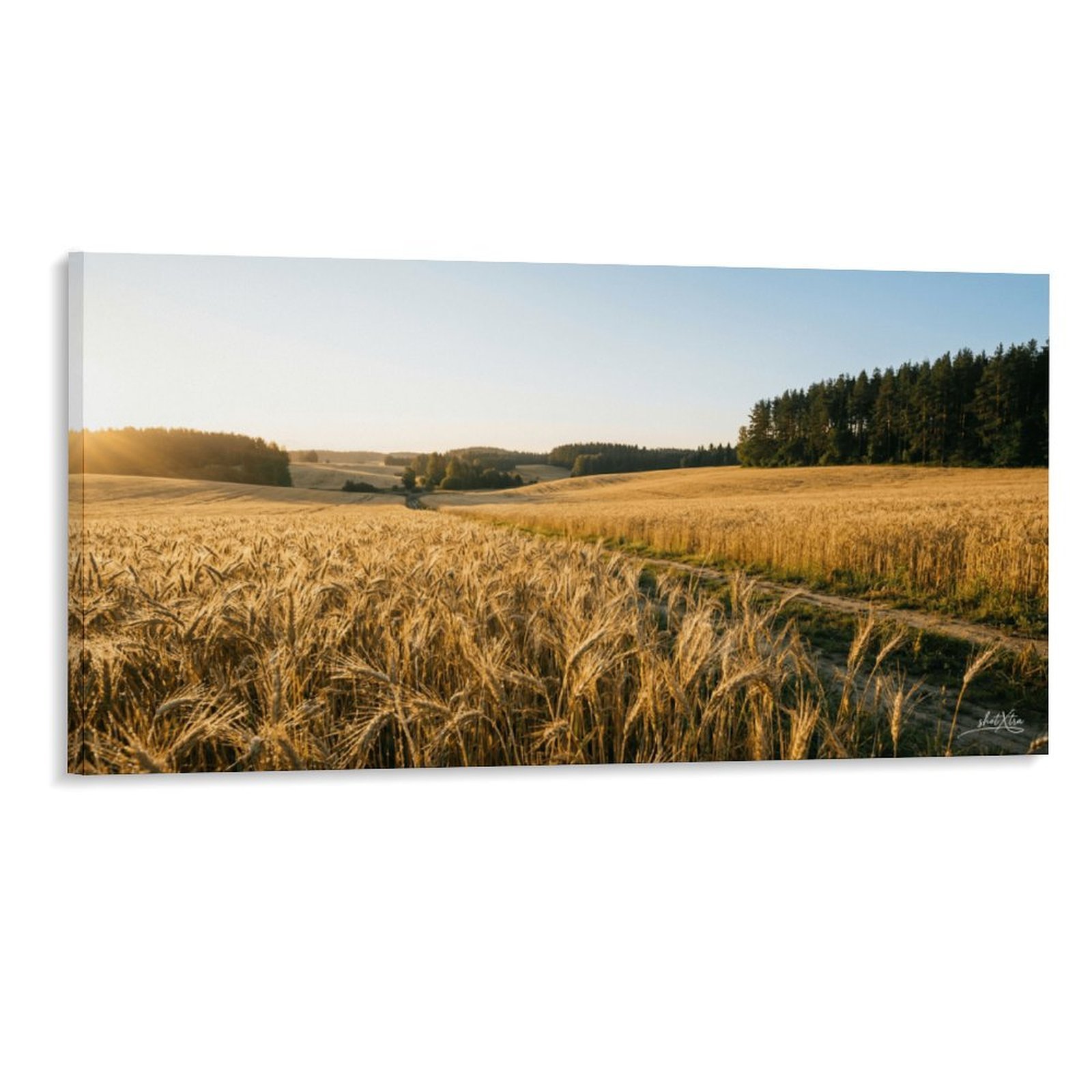 Wheat Field 1
