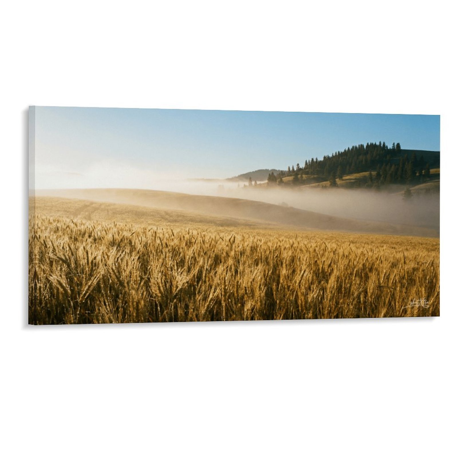 Wheat Field 5