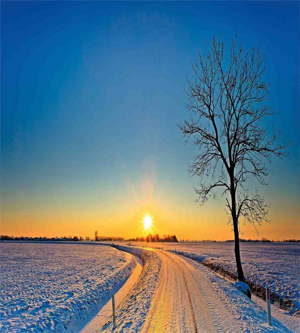 Winter Sunset Scene Tree — Pattern