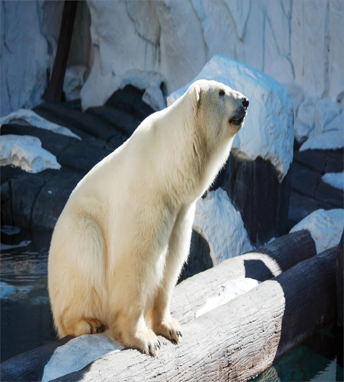 Polar Bear in Park Rocks — Pattern