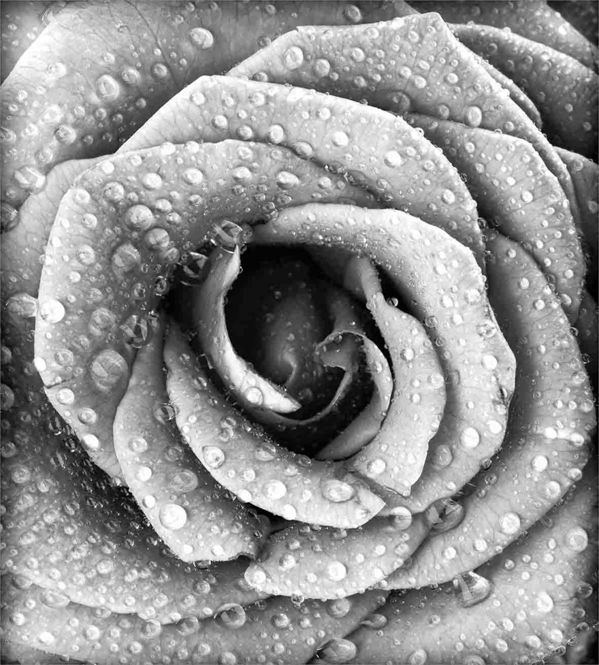 Retro Romance Rose Petal — Pattern