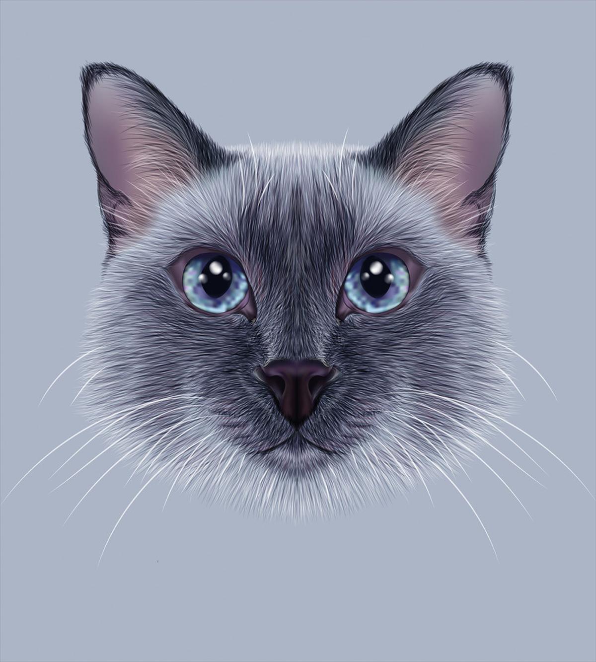 Siamese Cat Portrait — Pattern