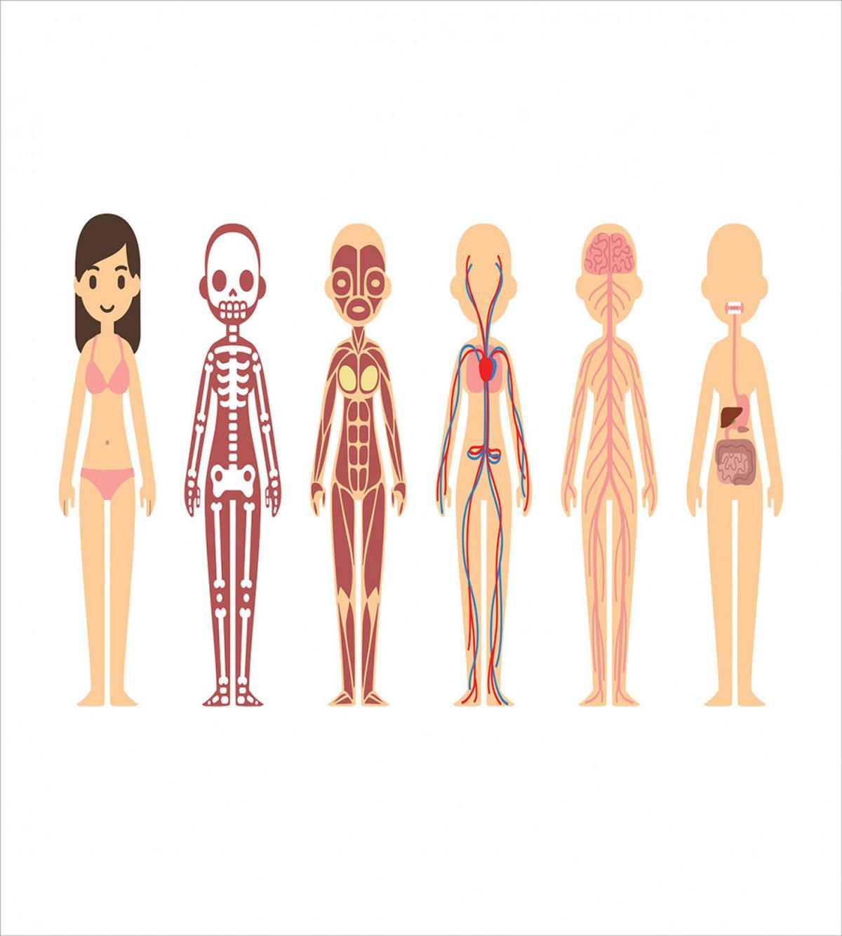 Female Body Anatomy Chart — Pattern