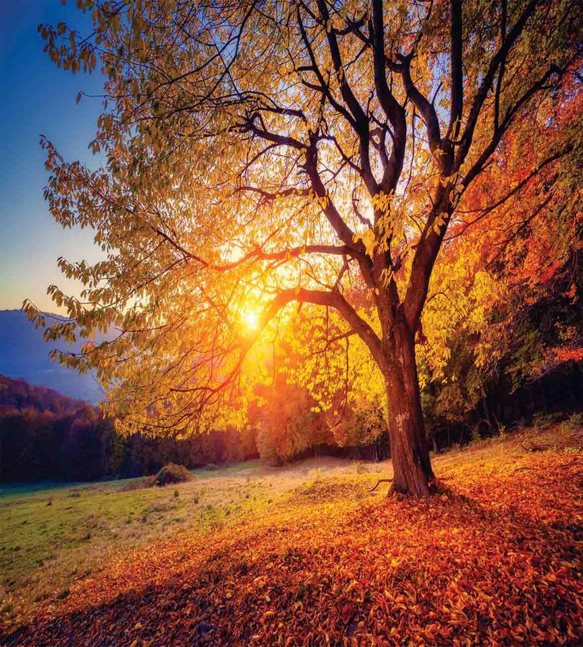 Autumn Fall Tree Leaves — Pattern