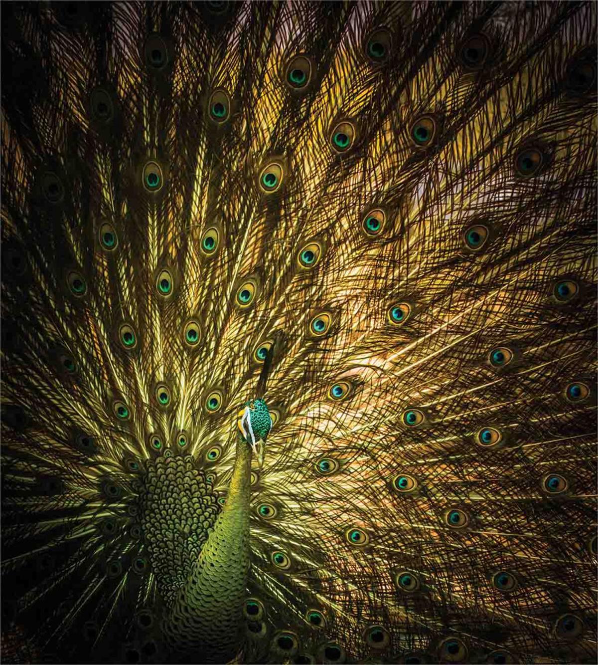 Exotic Dark Feathers — Pattern