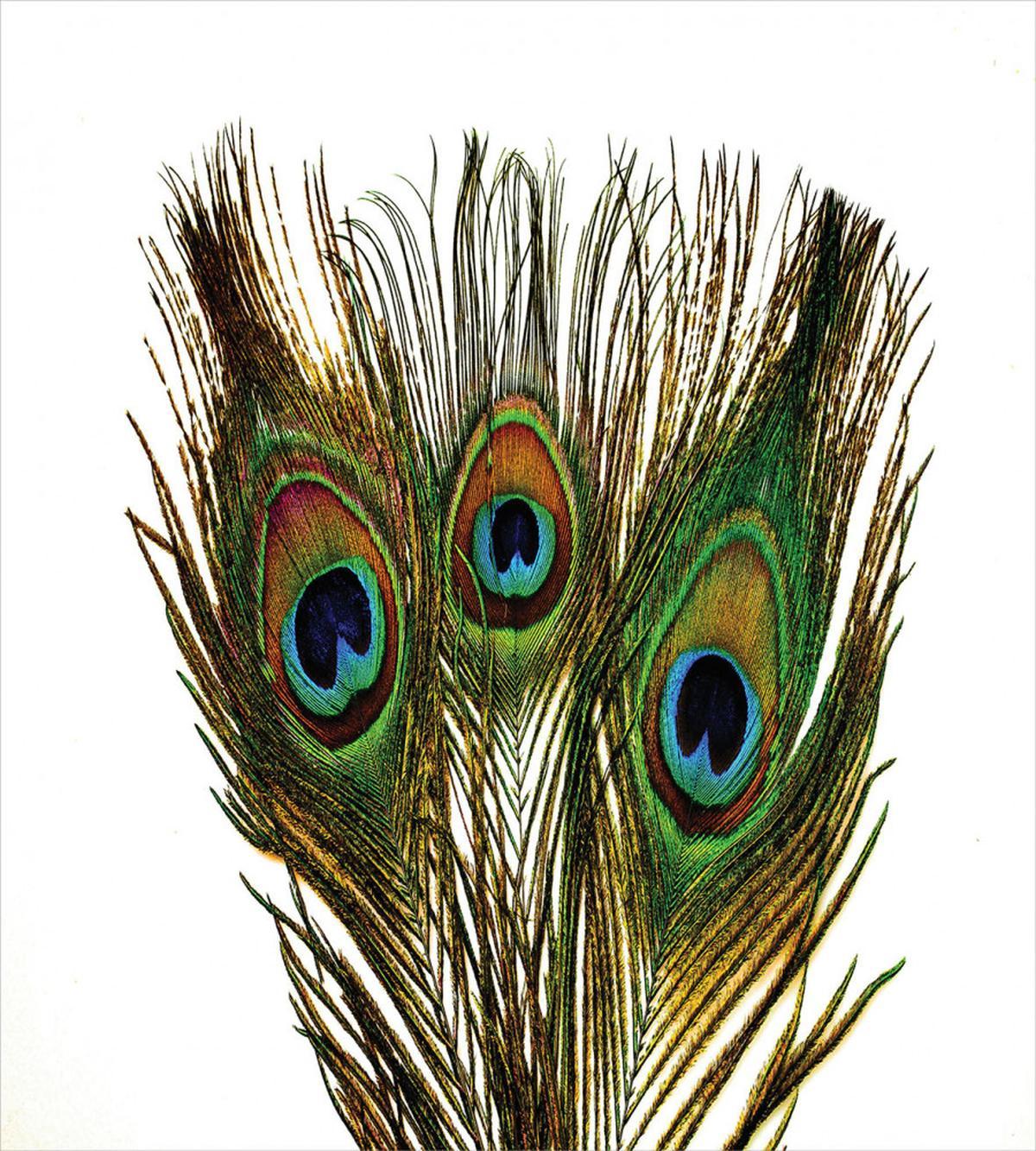 Close up Peacock Feather — Pattern