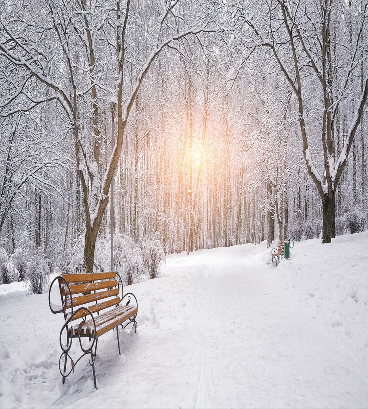 City Park Sunset Forest — Pattern