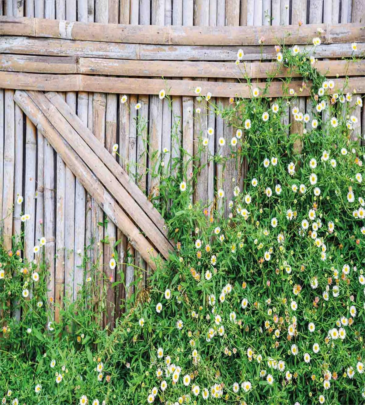 Daisy Chamomile Petals — Pattern