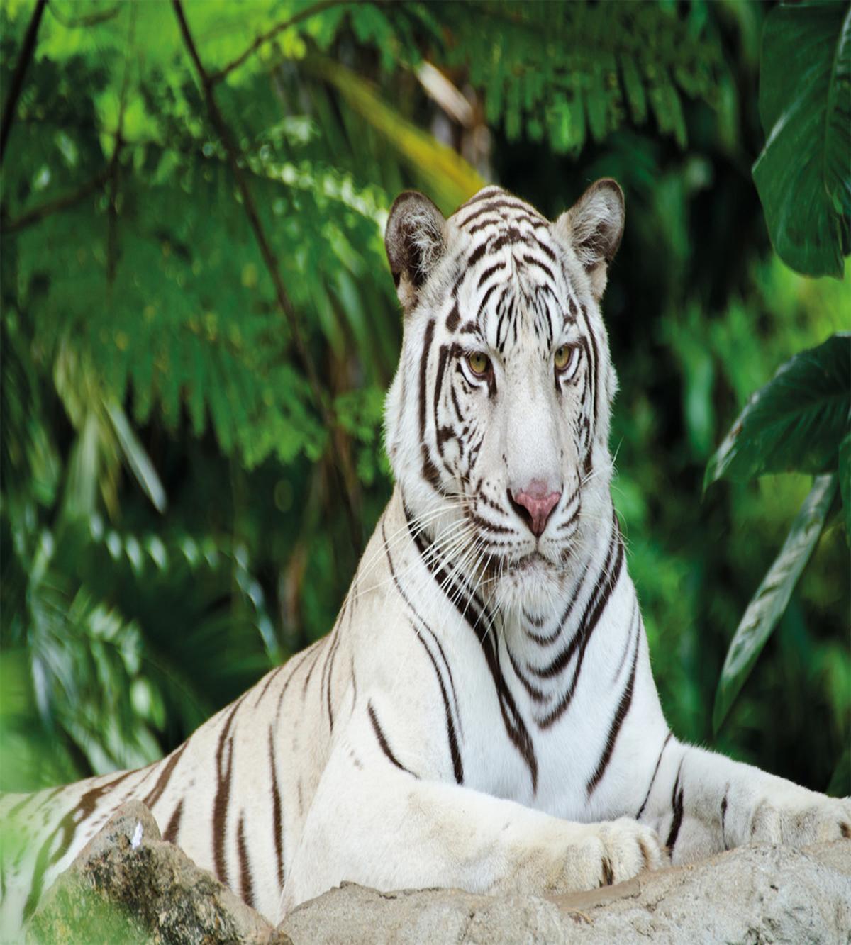 Albino Bengal Cat on Rock — Pattern