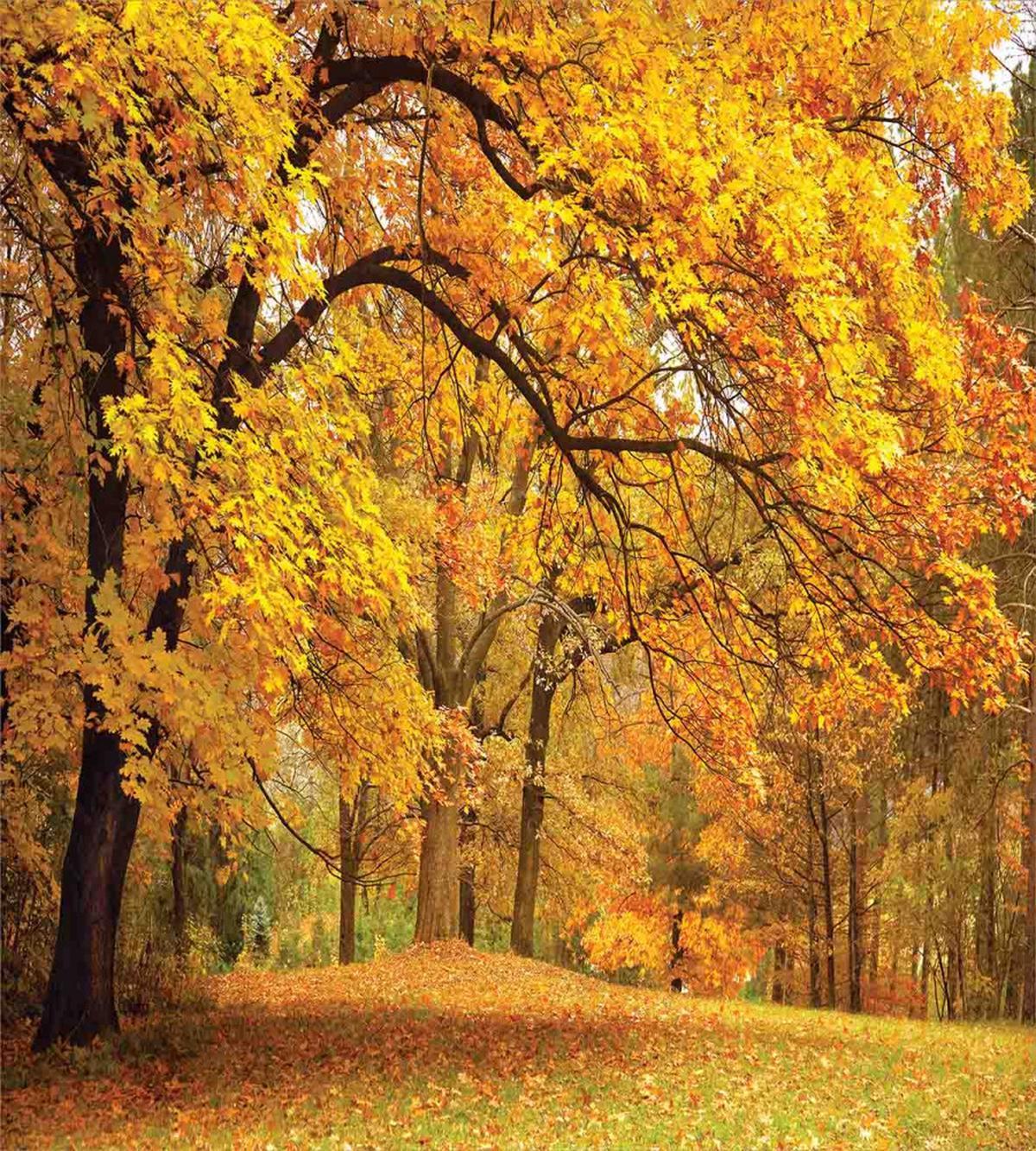Fall Pale Maple Trees — Pattern