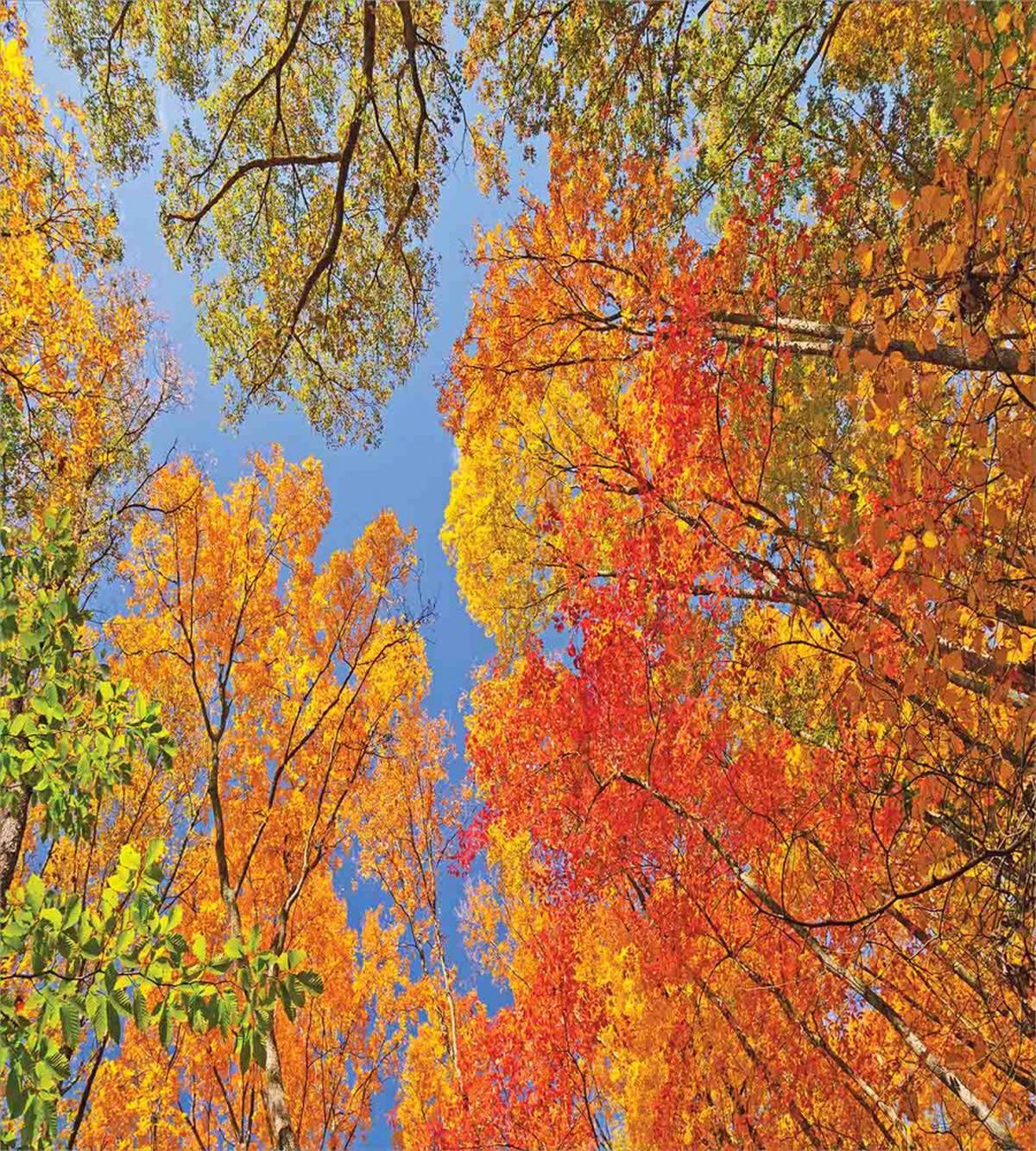 Forest in Autumn — Pattern