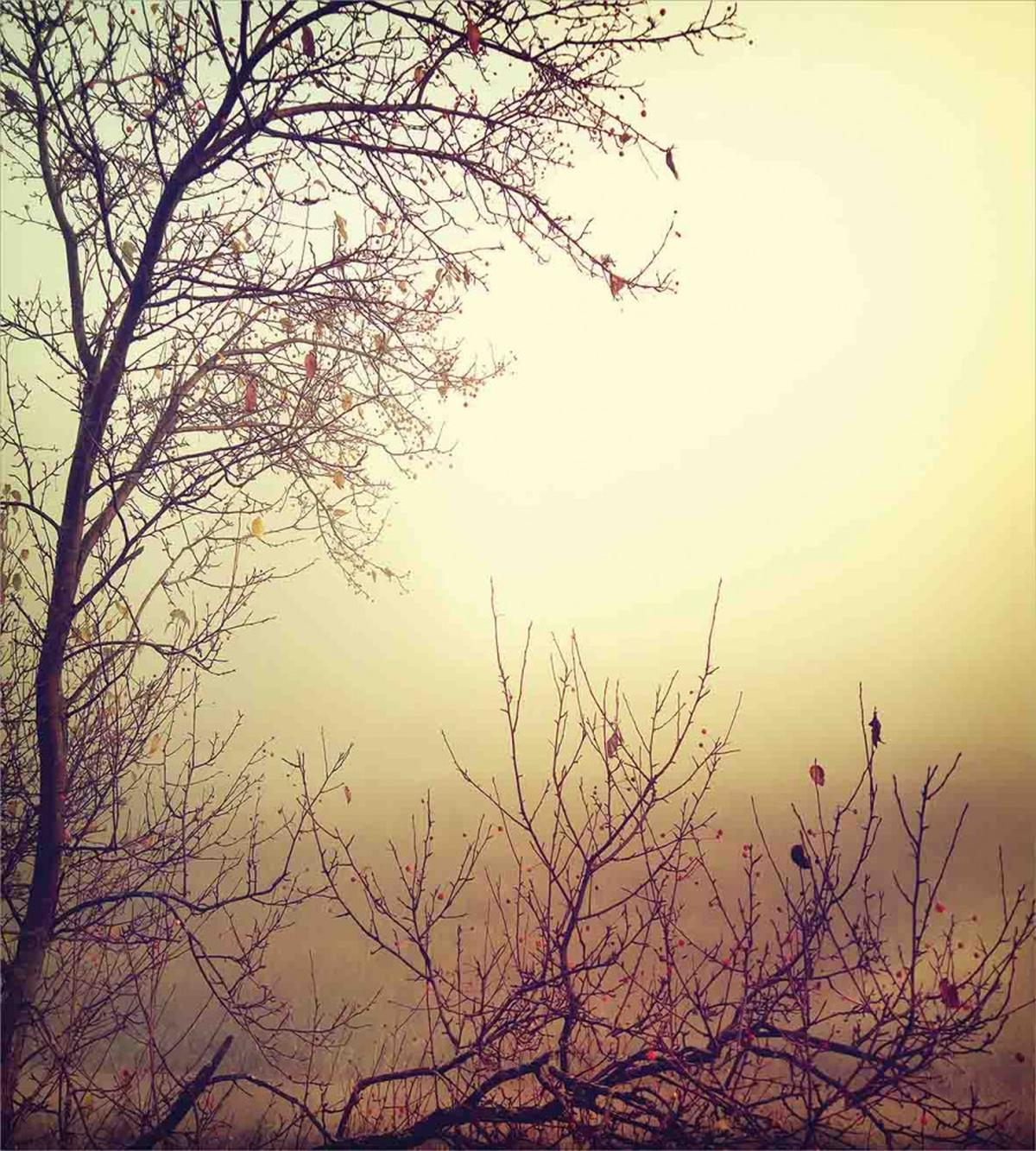 Vintage Leafless Autumn — Pattern