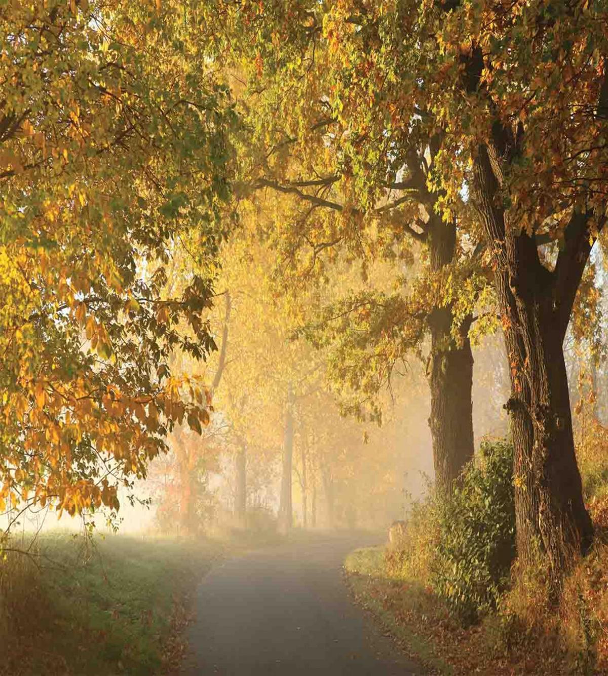 Misty Autumn Morning — Pattern