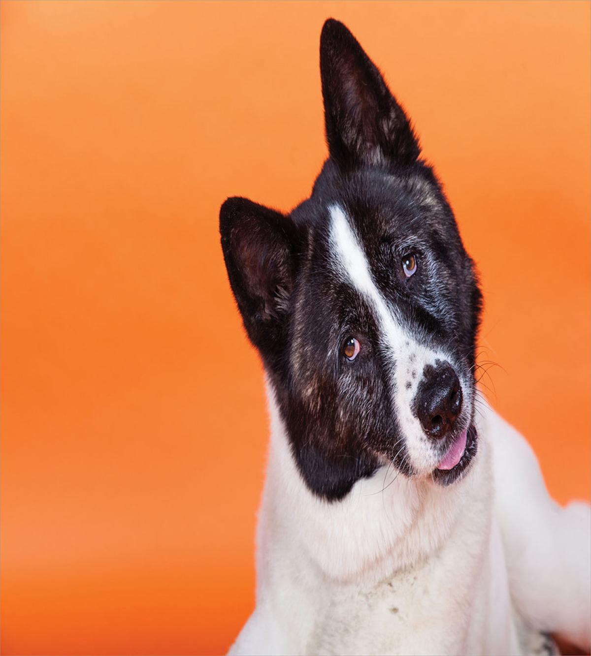 Akita on Orange — Pattern