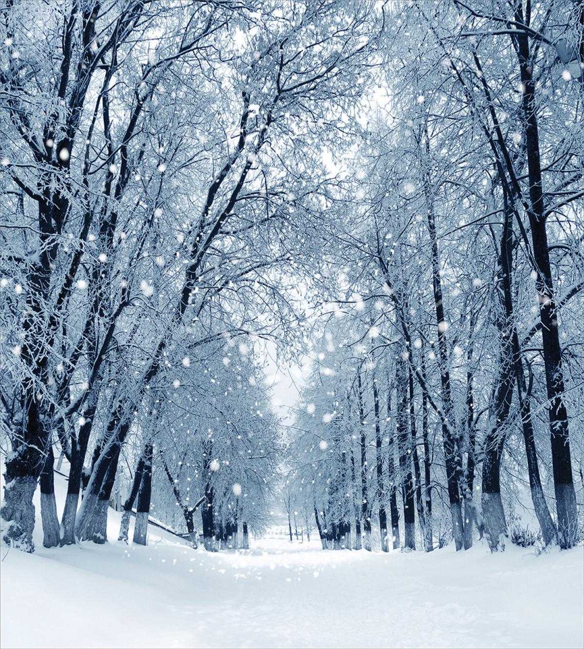 Wildlife Snowy Trees — Pattern
