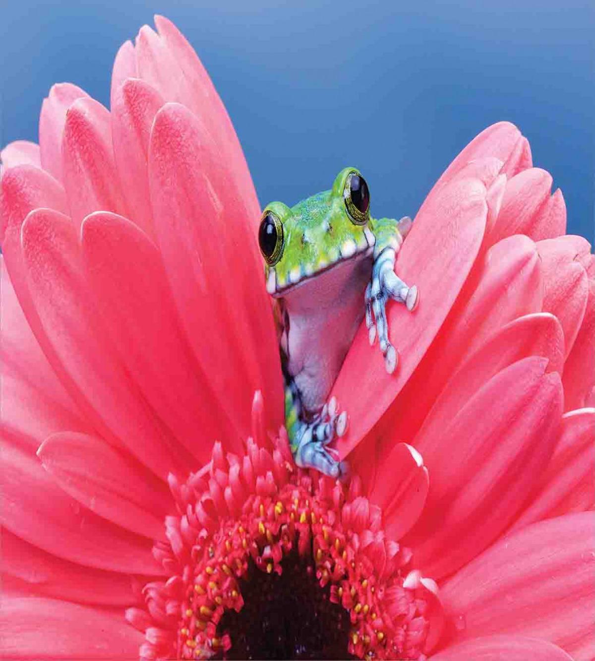 Frog on Gabera Flower — Pattern