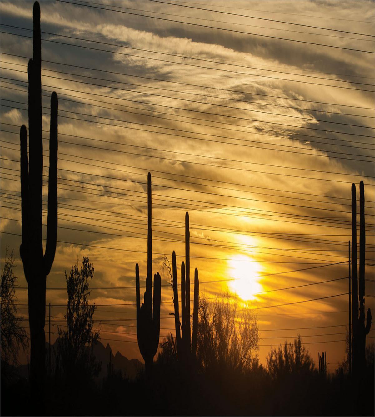 Horizon Skyline and Cactus — Pattern