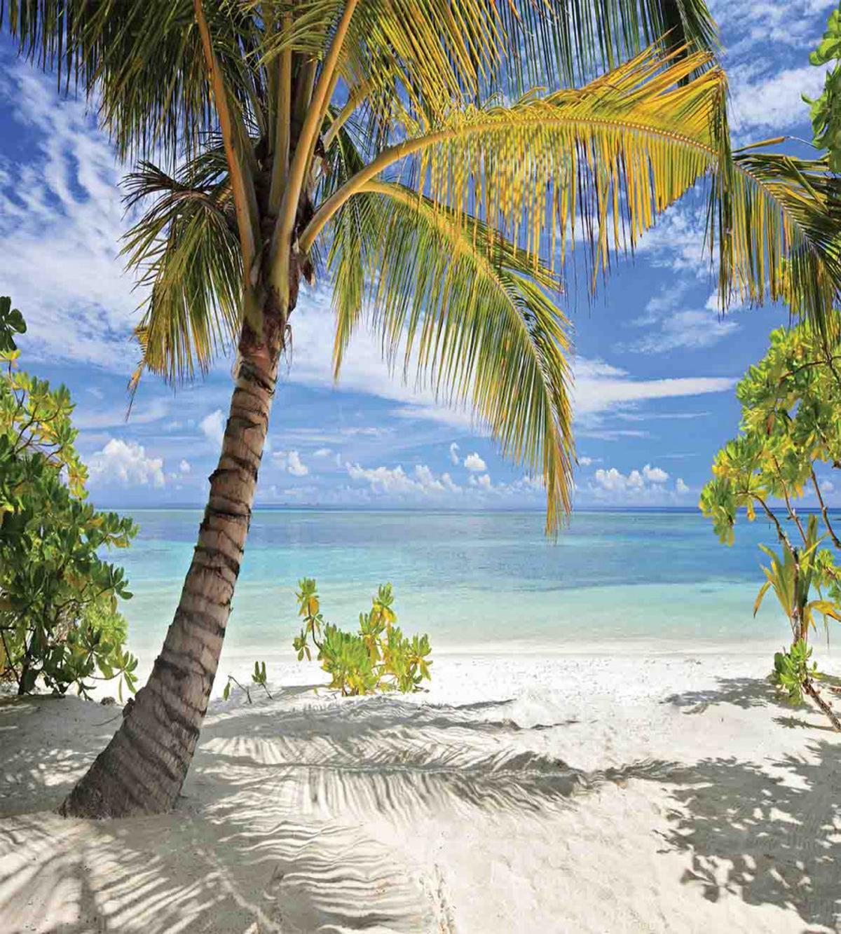 Palm Trees Coastline — Pattern
