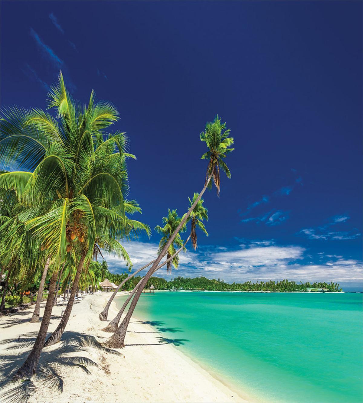 Exotic Beach and Coconut Trees — Pattern