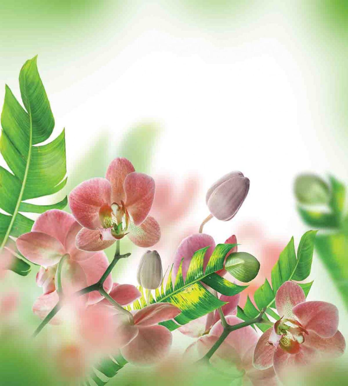 Orchids Blossoms Leaves — Pattern
