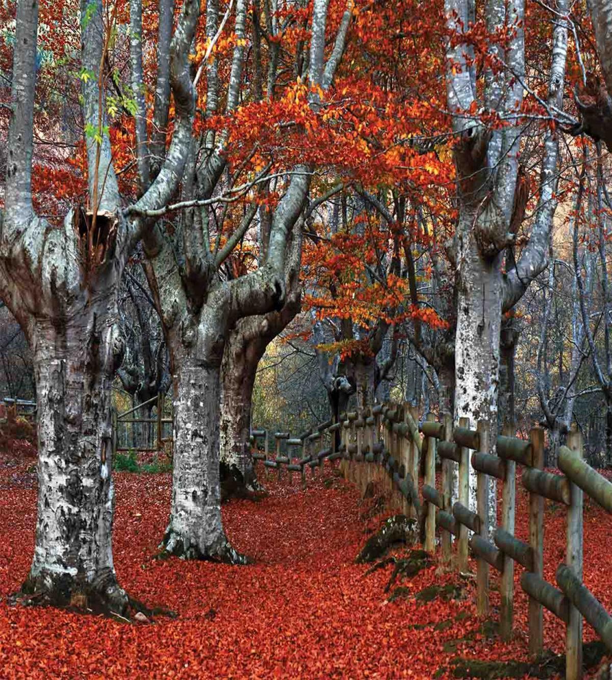 Beech Forest Autumn — Pattern