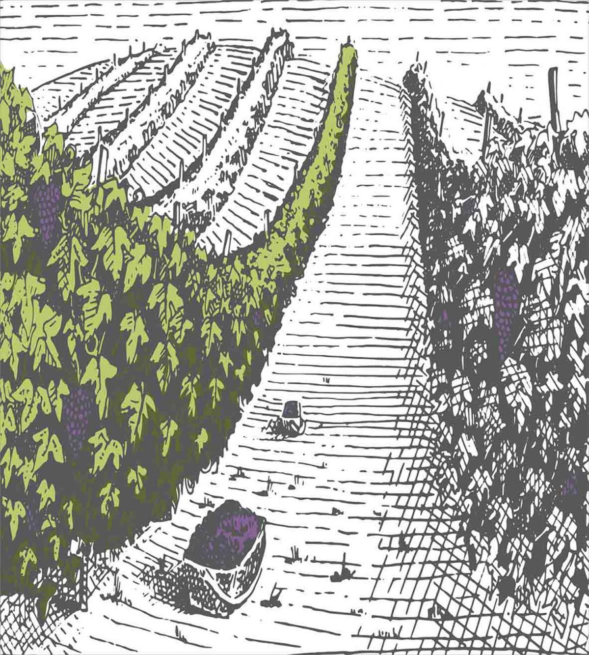 Vintage Green Vineyards — Pattern