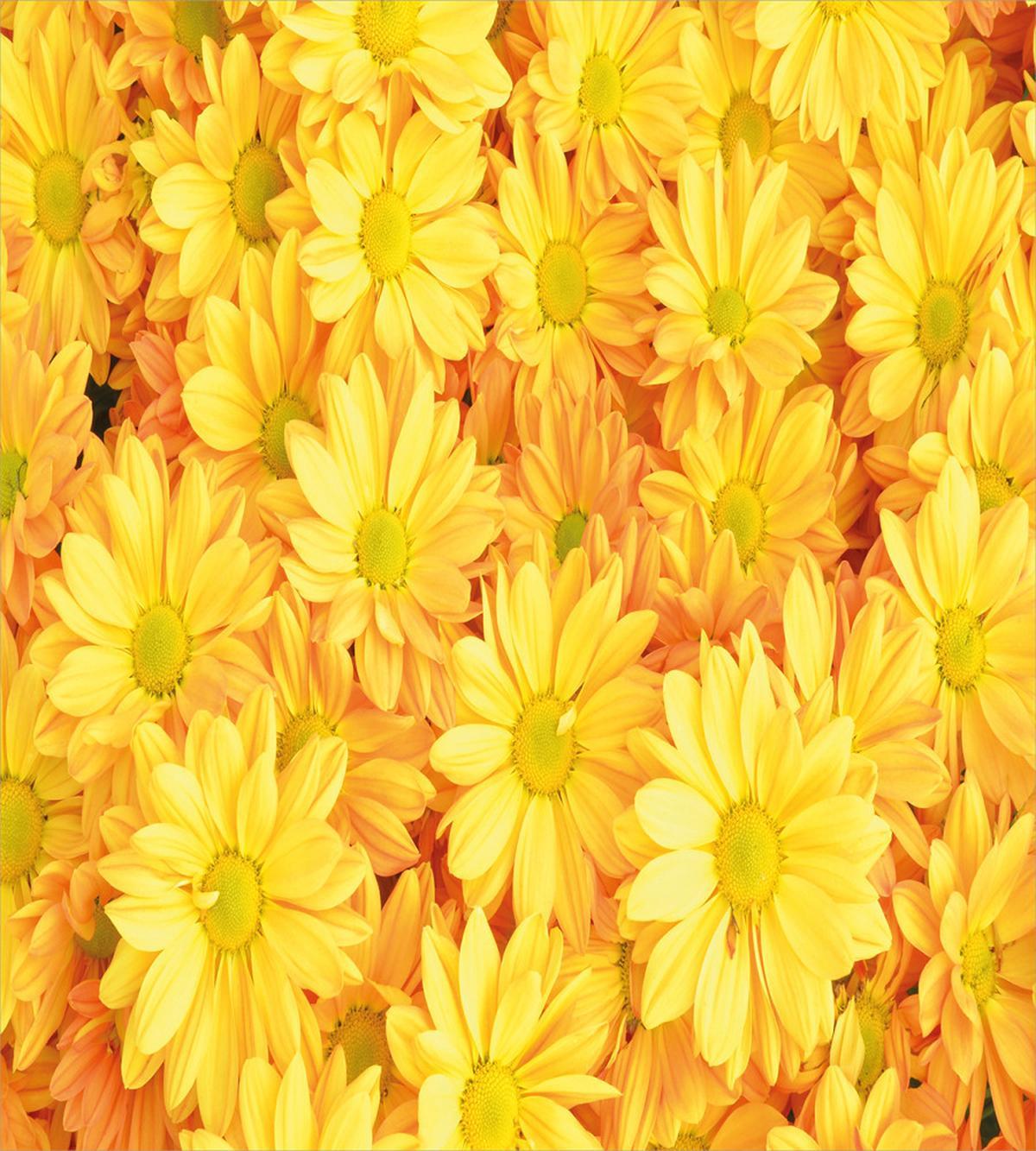 Lively Dasies — Pattern