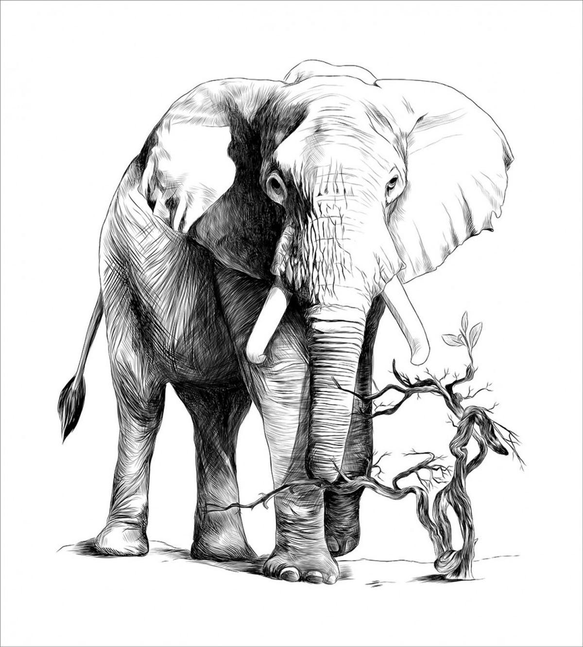 Big Mammal Sketch — Pattern