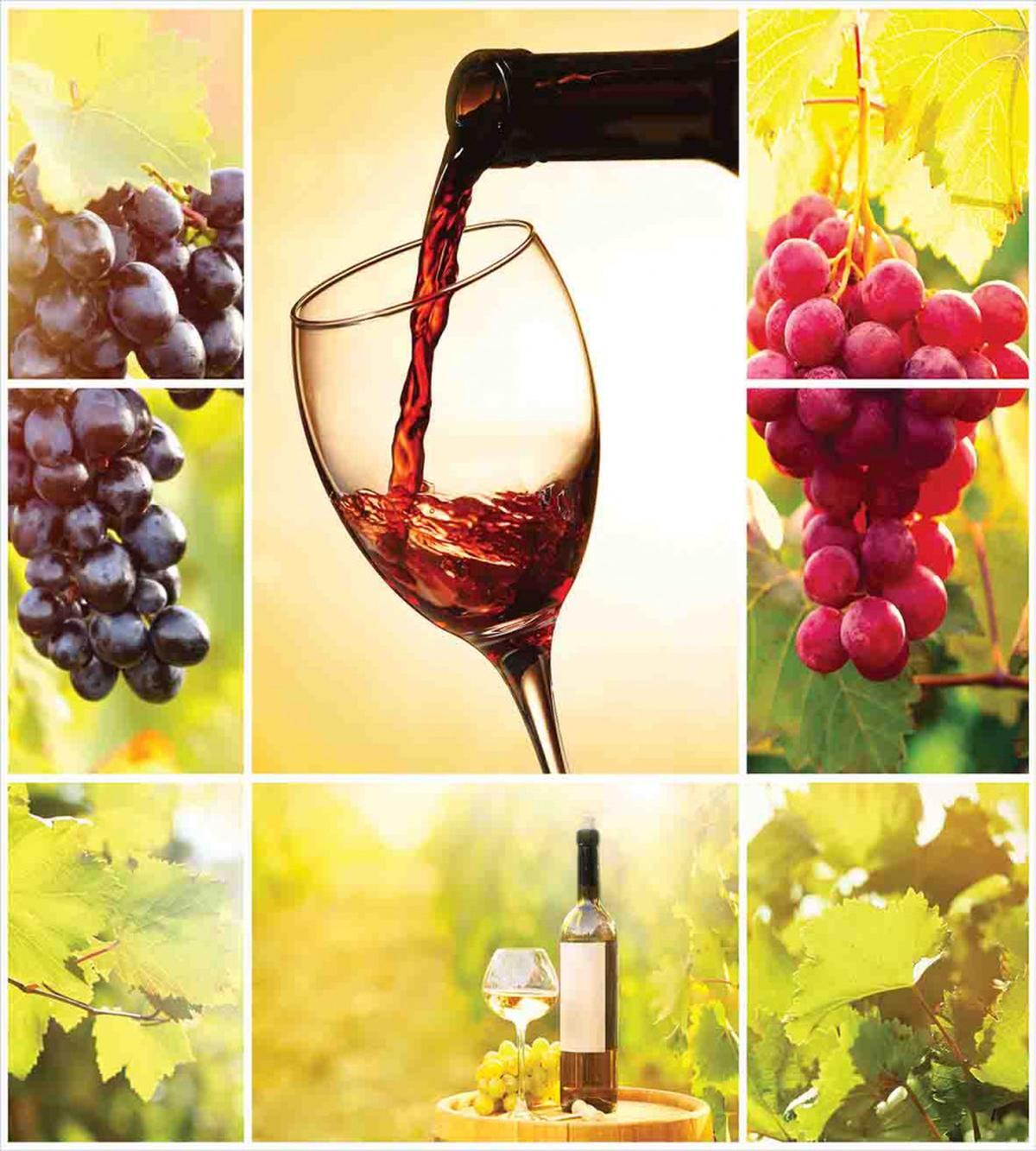 Vineyard Grape Harvest — Pattern