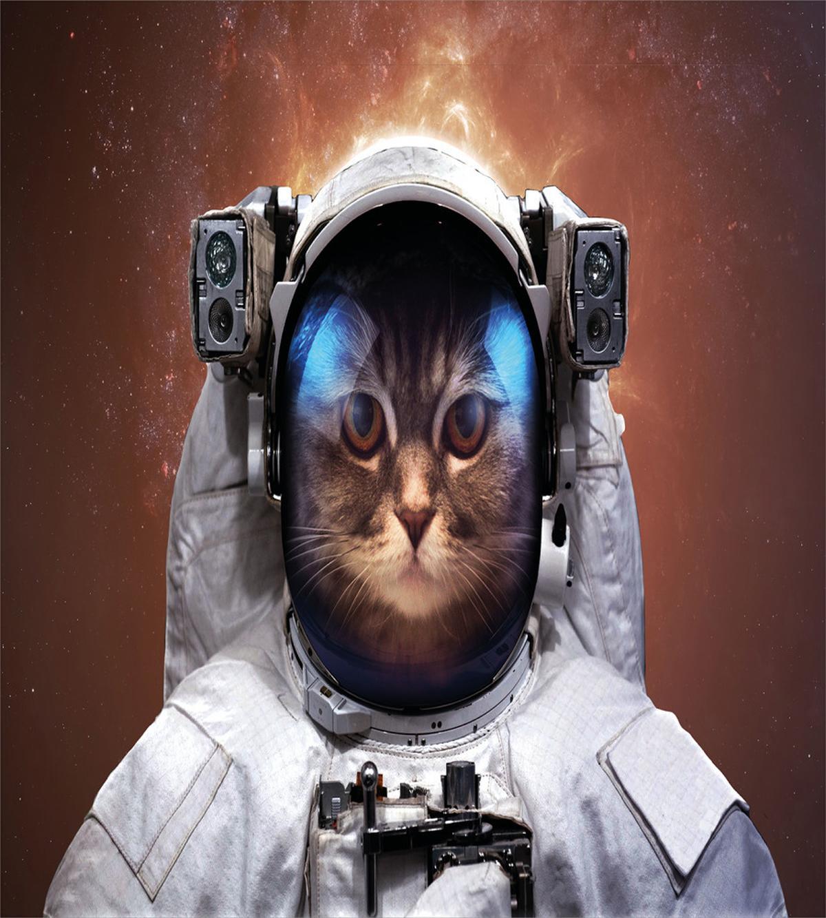 Kitten in Milkyway — Pattern