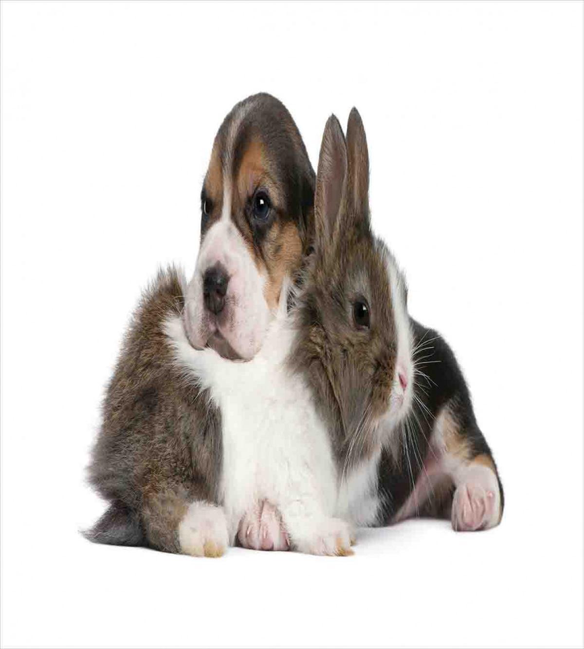 Rabbit Puppy Pet Friends — Pattern
