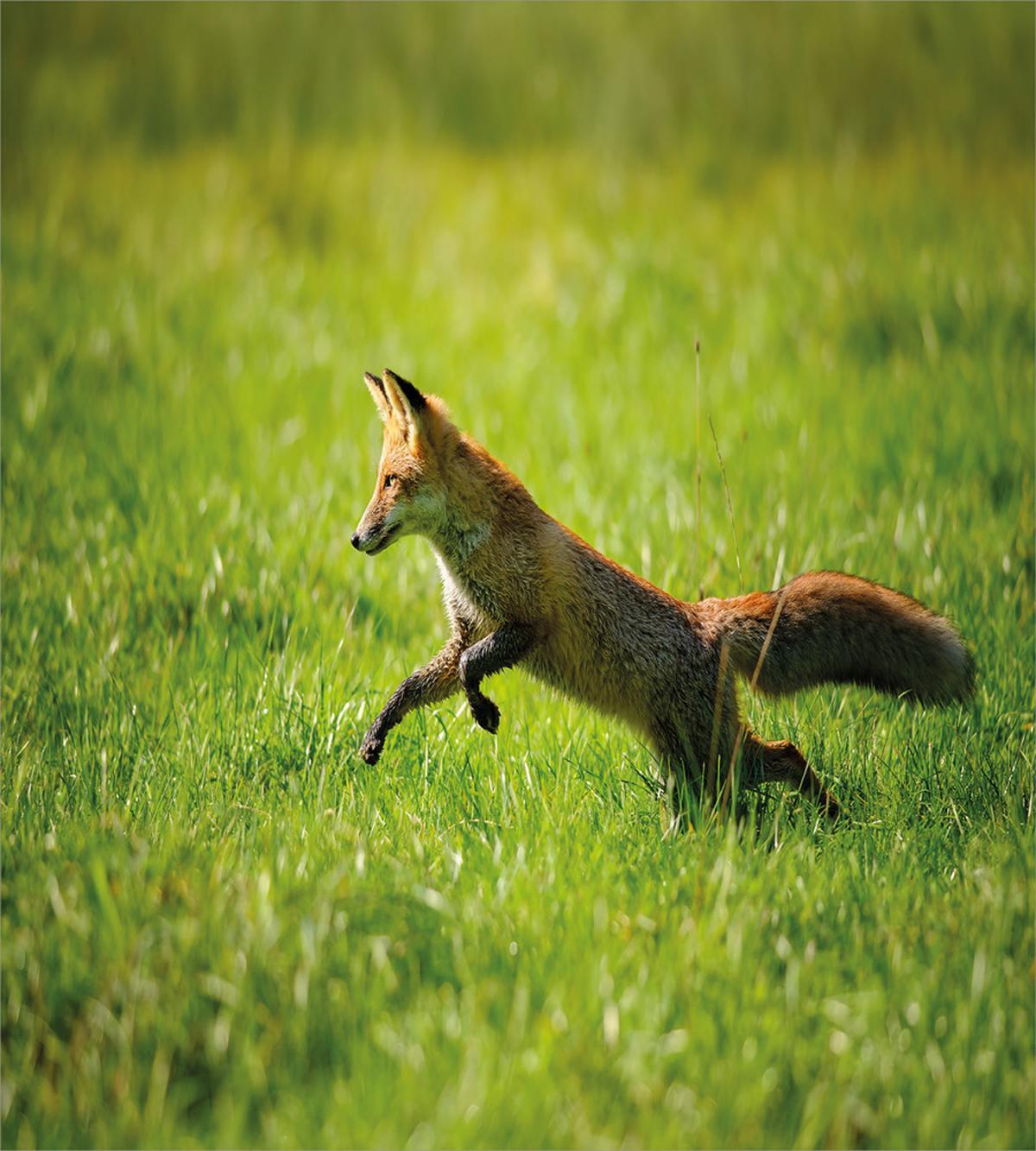Jumping Animal Fresh Grass — Pattern