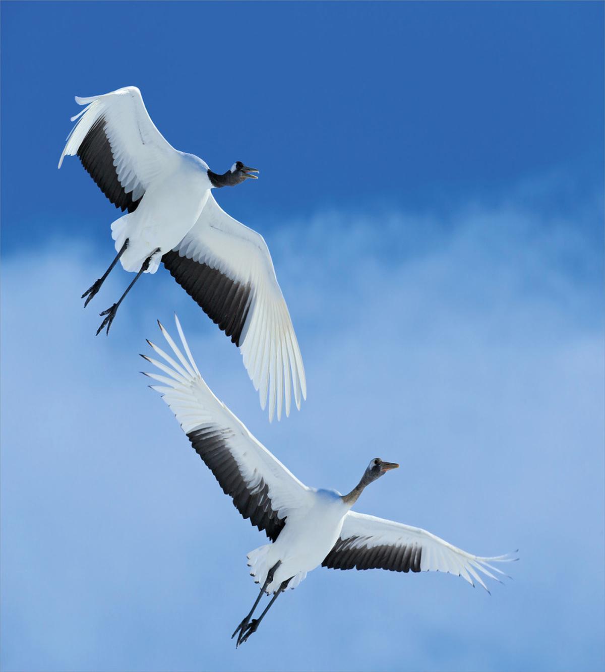 Red Crowned Cranes Japan — Pattern