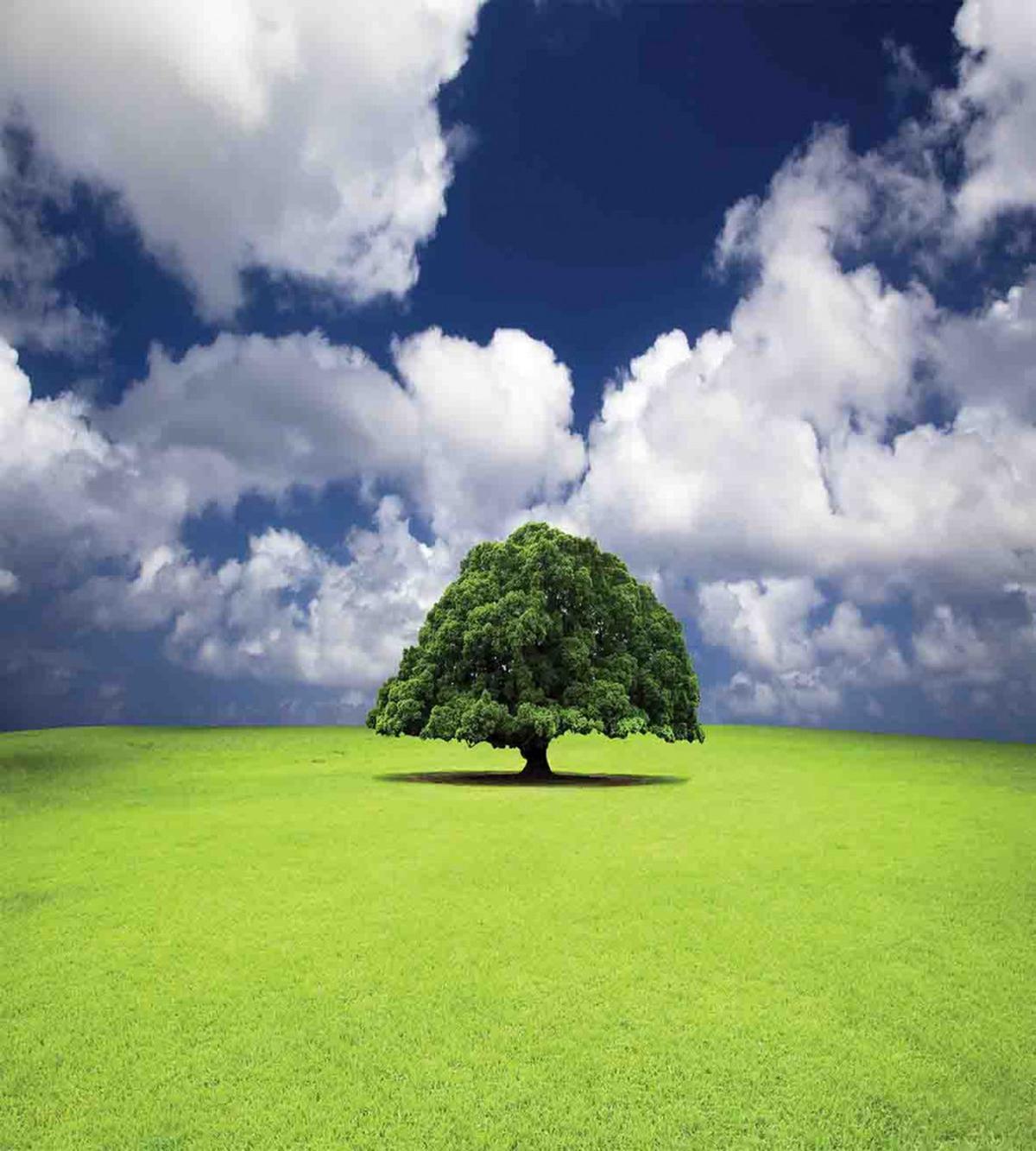 Old Tree in Grass Field — Pattern