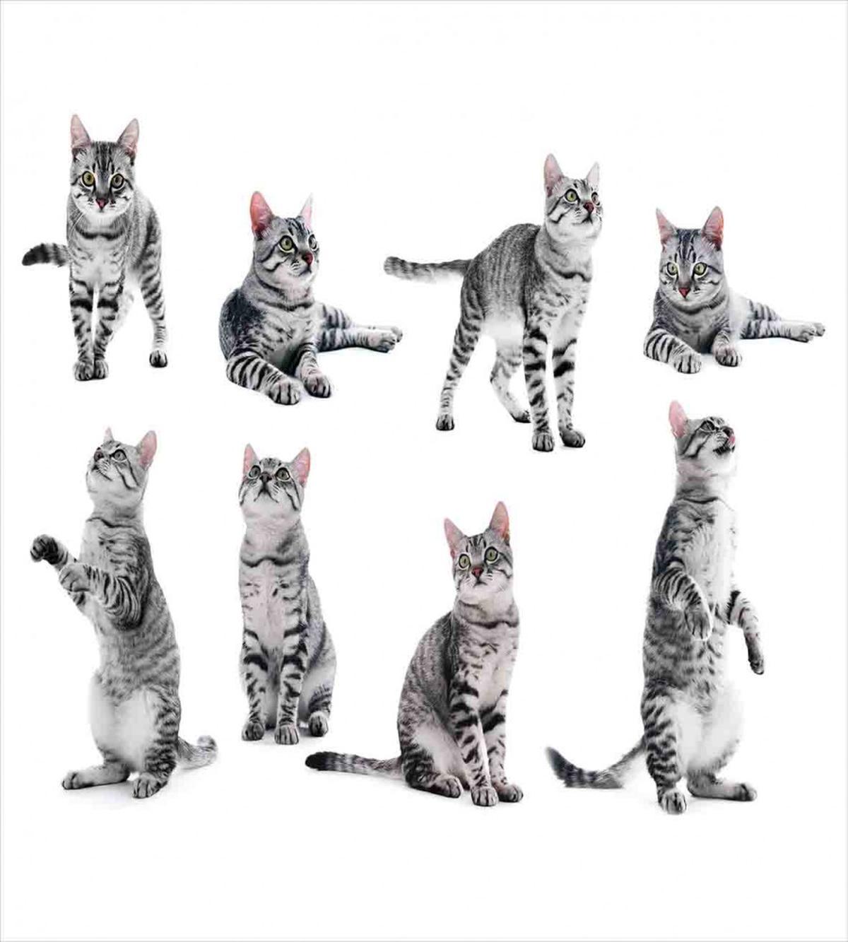 Striped Furry Animal Posing — Pattern