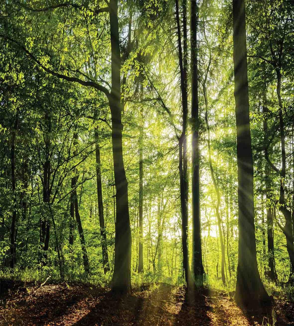 Sunny Forest Springtime — Pattern