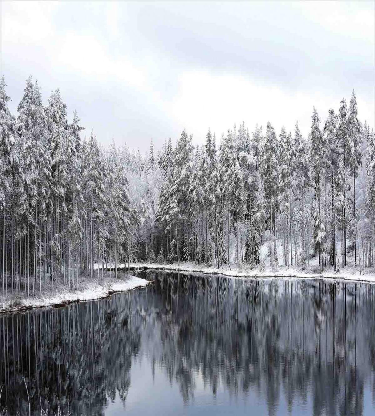Trees in Cold Day Lake — Pattern