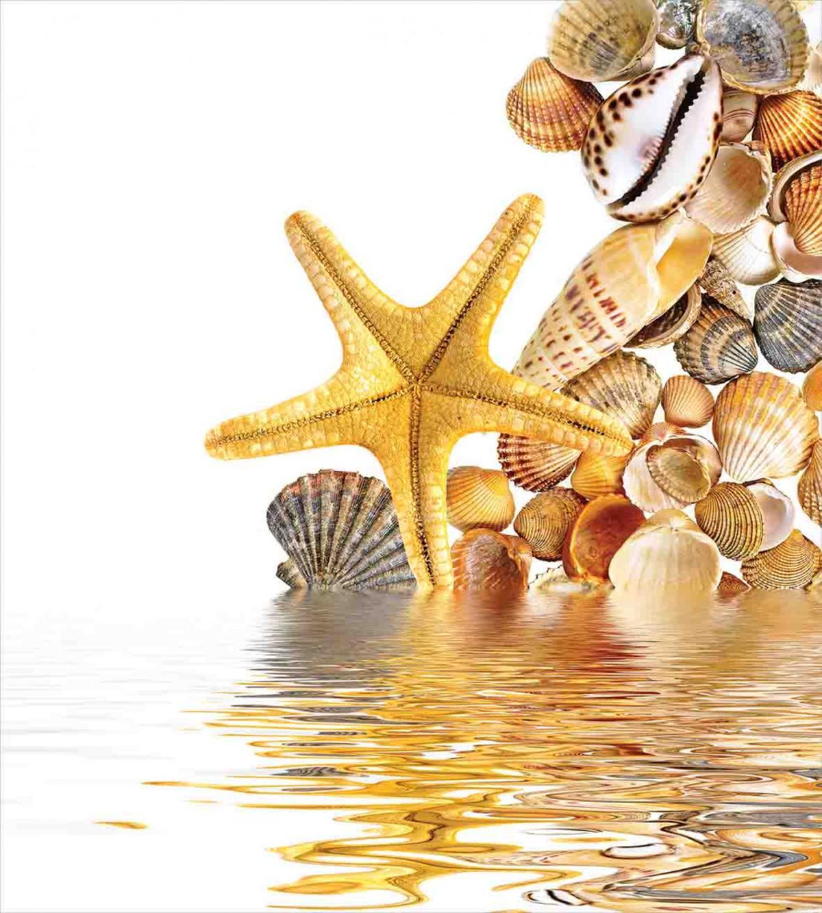 Sea Shells and Starfish — Pattern