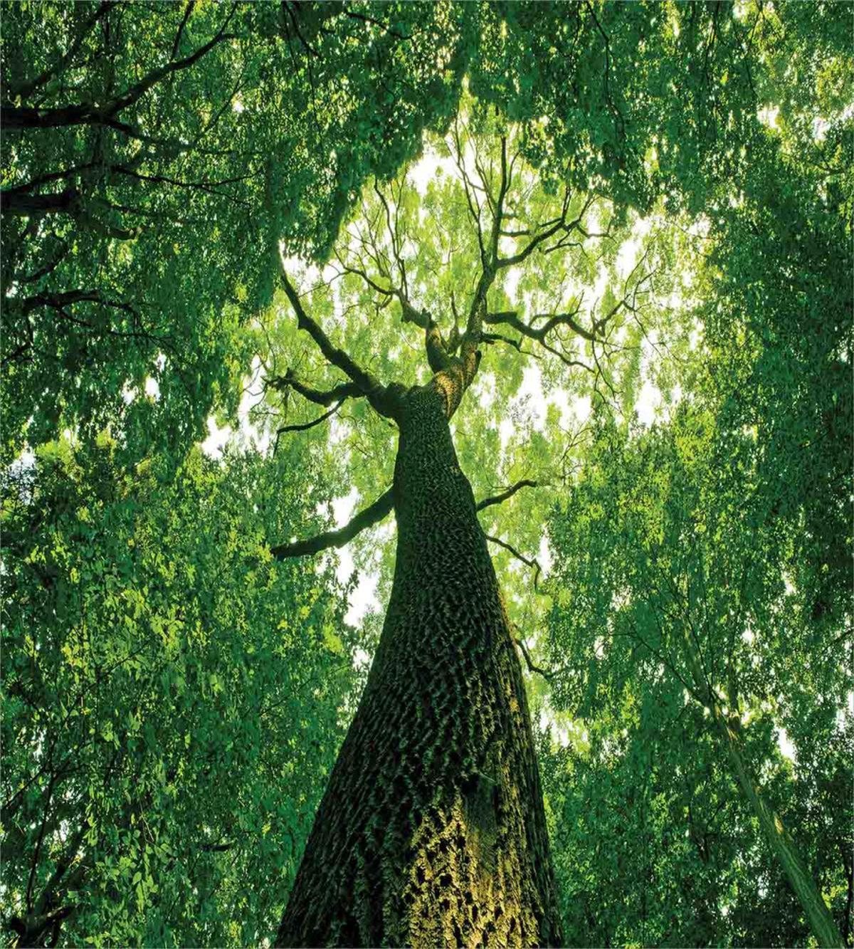Leaves Tree Branches — Pattern