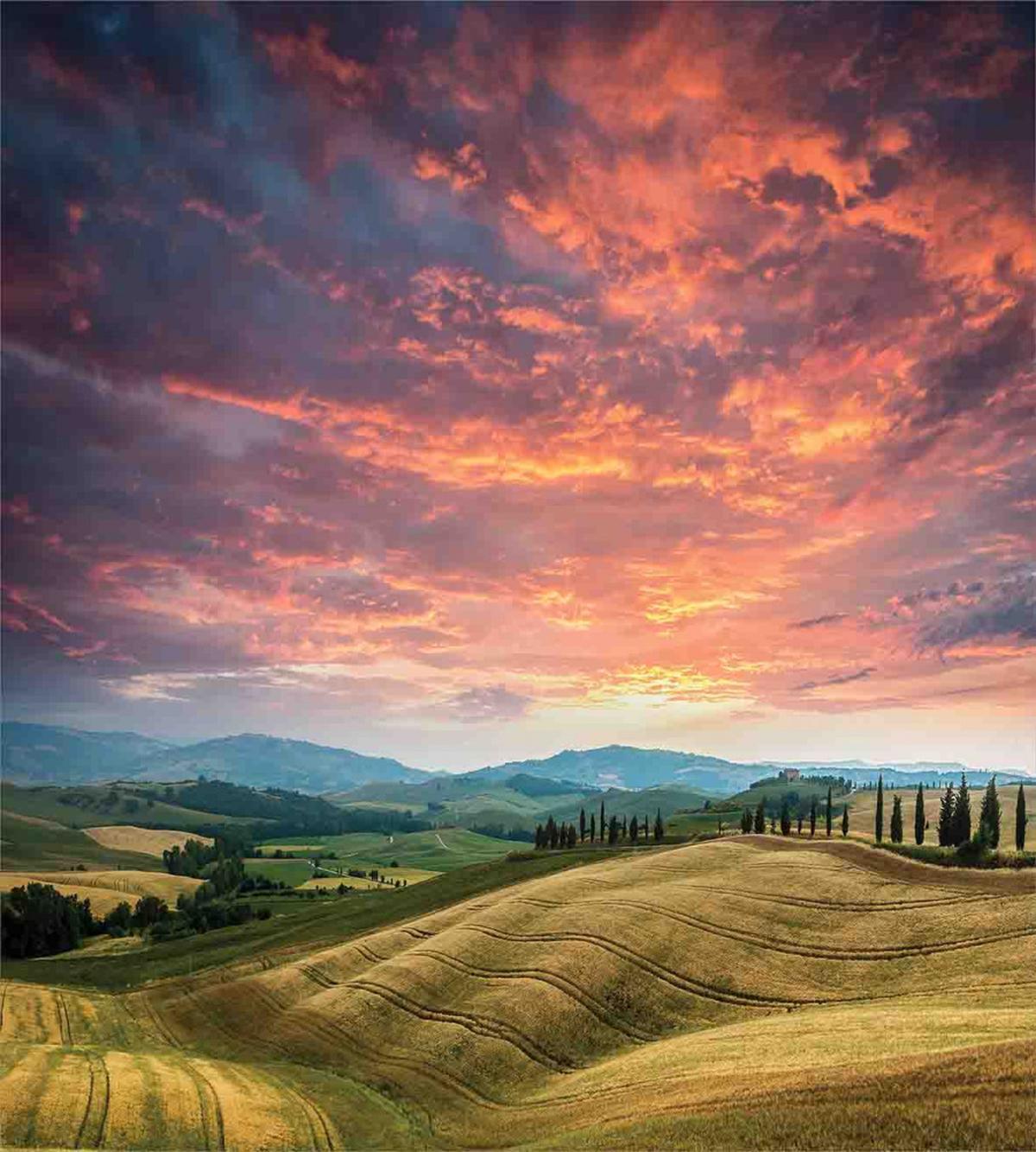Tuscany Cypress Trees — Pattern