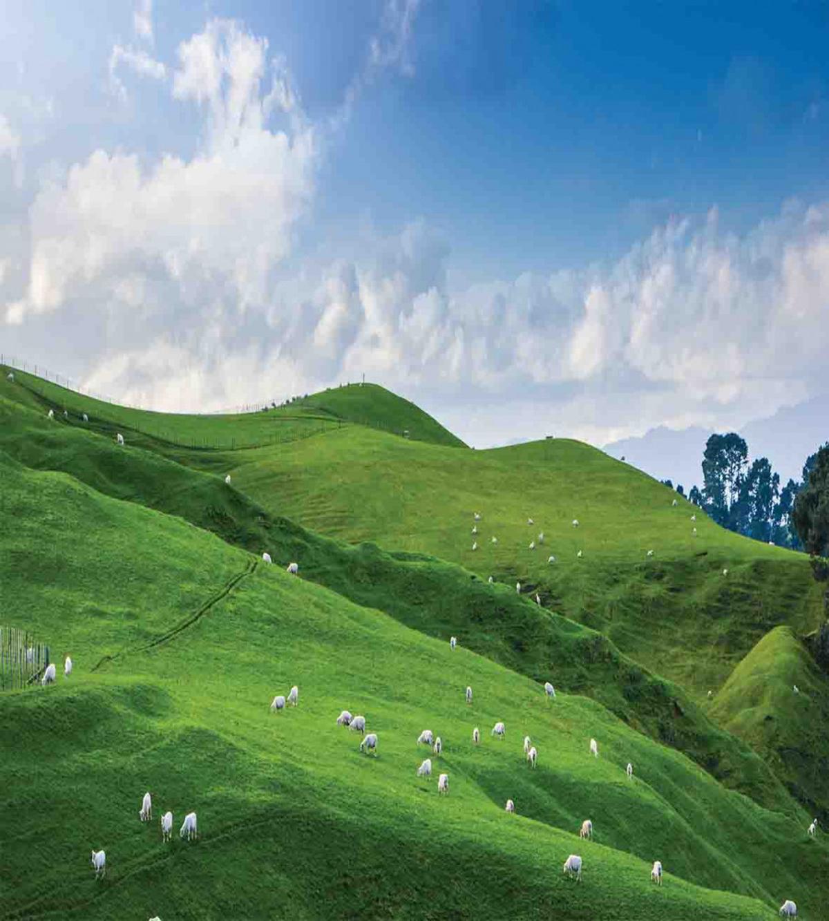 Sheep and Blue Sky — Pattern