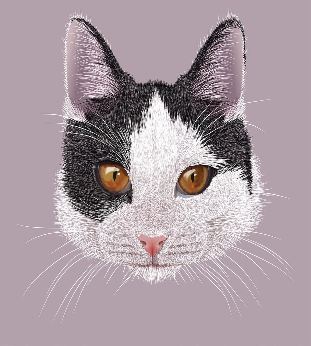 Pet Cat Kitty Portrait — Pattern
