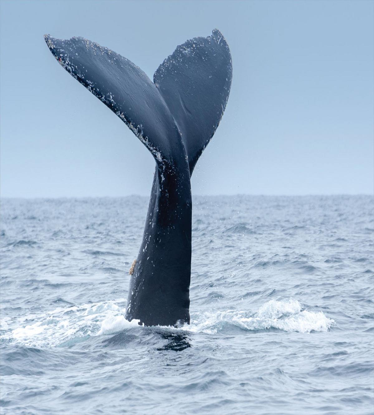 Whale Tail Puerto Lopez — Pattern