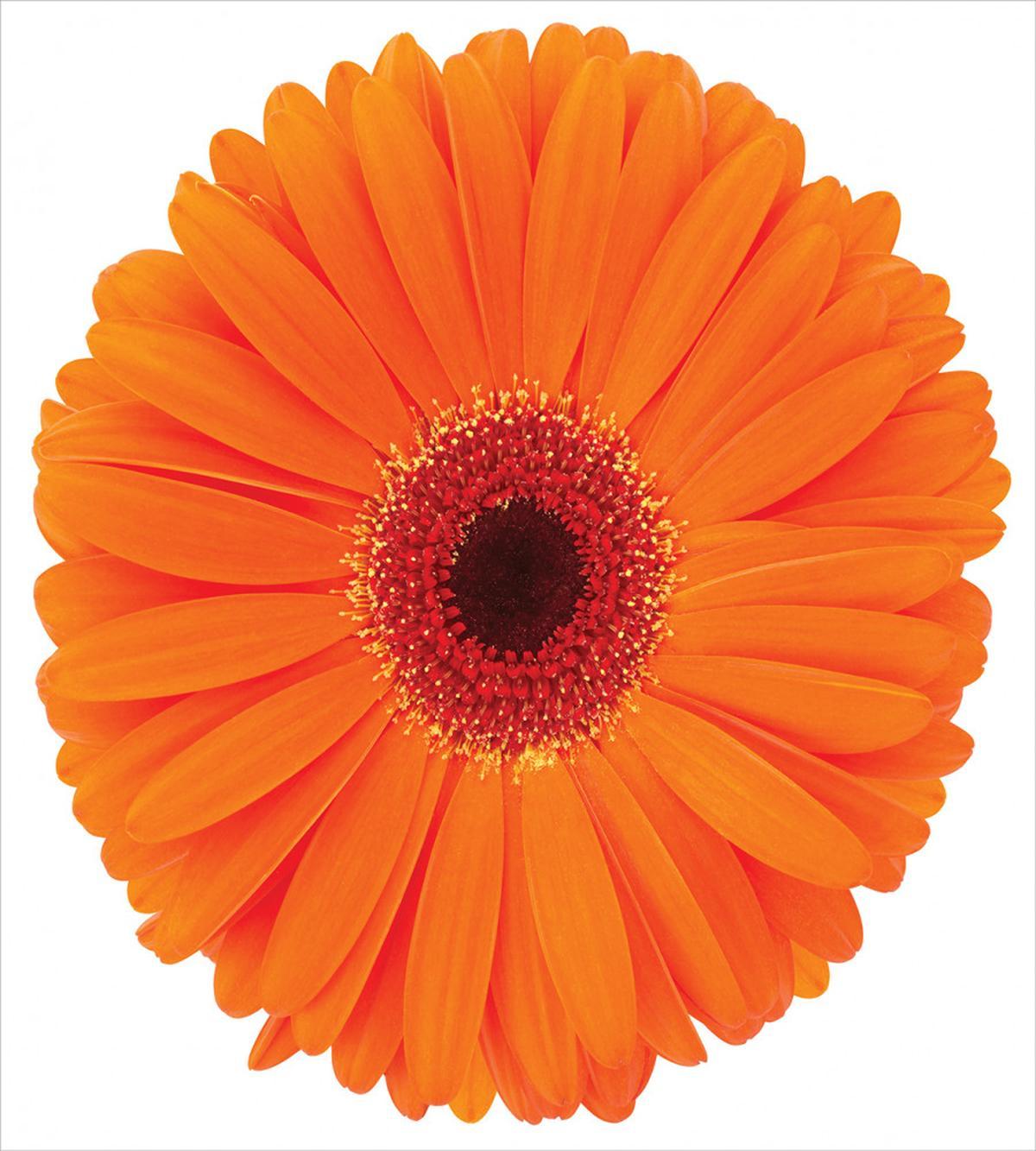 Vivid Flower of Gerbera — Pattern