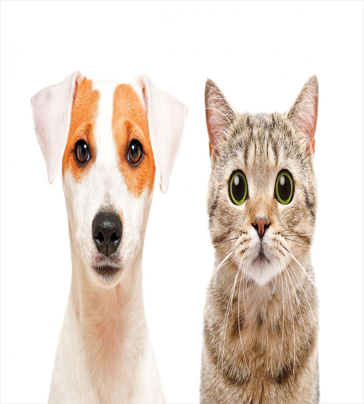 Portraits of Dog and Cat — Pattern