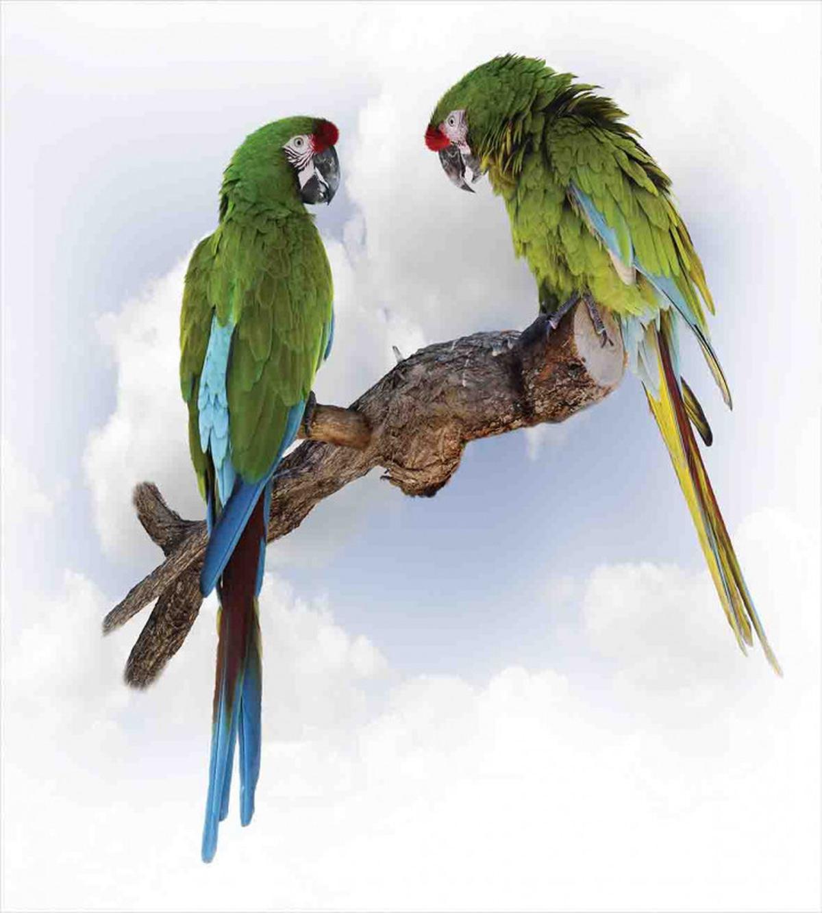 2 Parrot Macaw Bird — Pattern