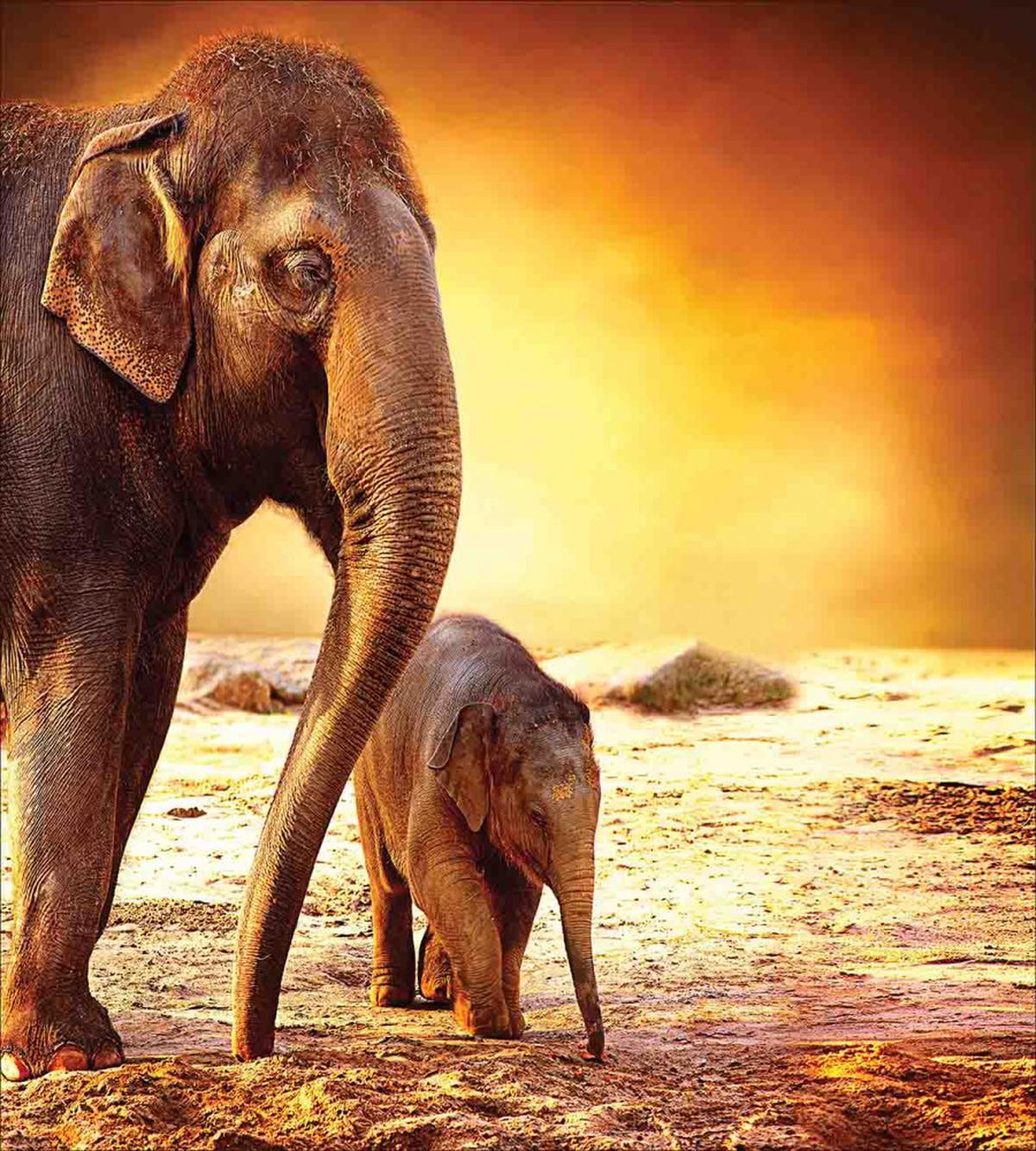 Mother Baby Elephant Family — Pattern